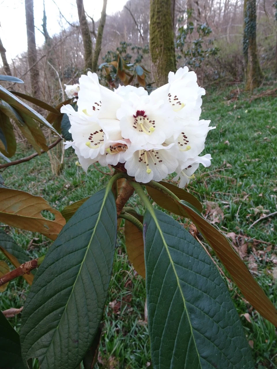 R. semnoides